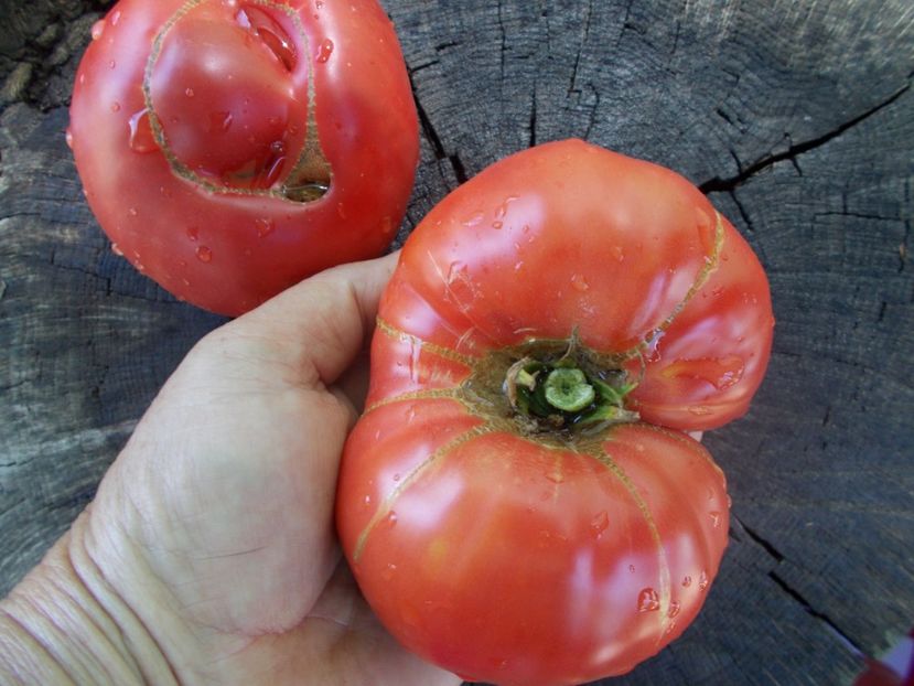  - SEMINTE ROSII - T 1036 HARBUZESTI