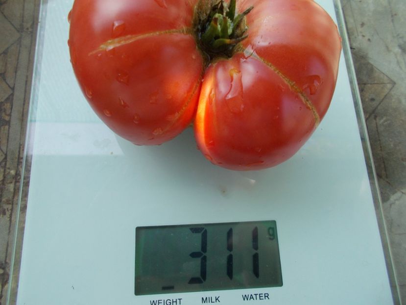  - SEMINTE ROSII - T 1036 HARBUZESTI