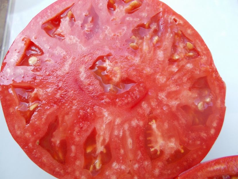  - SEMINTE ROSII - T 1036 HARBUZESTI