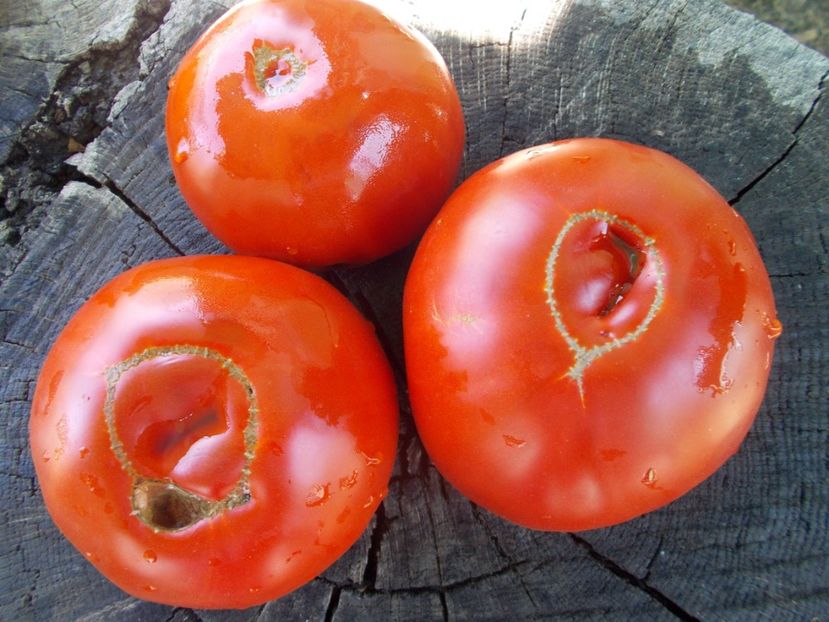  - SEMINTE ROSII - T 1044 MARI DE GORGOVA