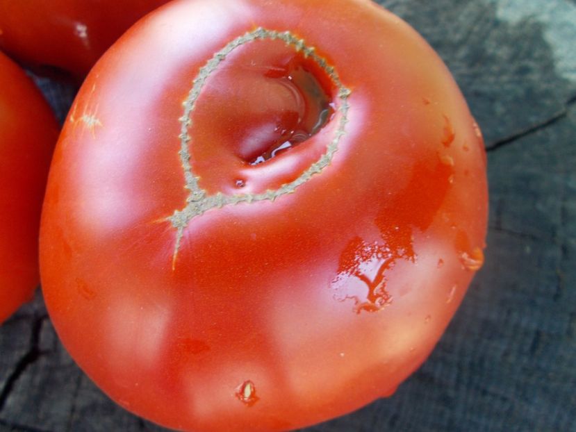  - SEMINTE ROSII - T 1044 MARI DE GORGOVA