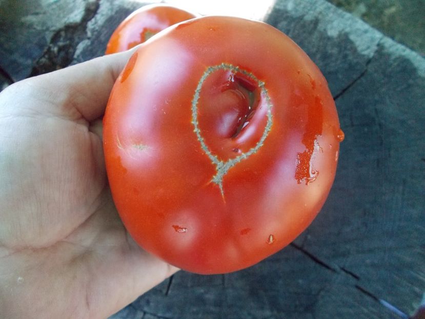  - SEMINTE ROSII - T 1044 MARI DE GORGOVA