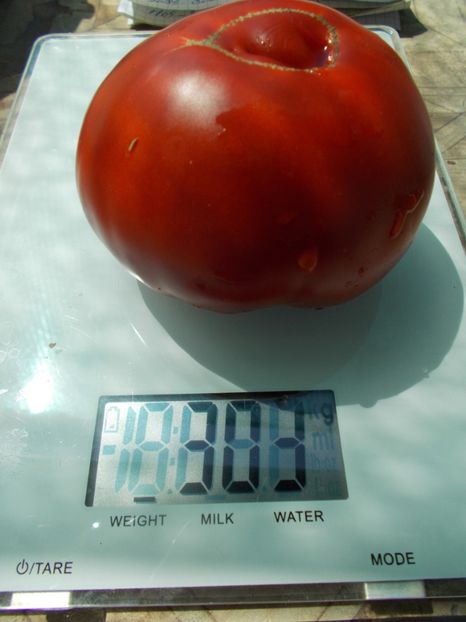  - SEMINTE ROSII - T 1044 MARI DE GORGOVA