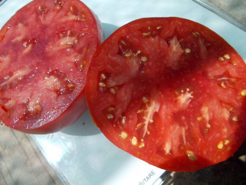  - SEMINTE ROSII - T 1044 MARI DE GORGOVA