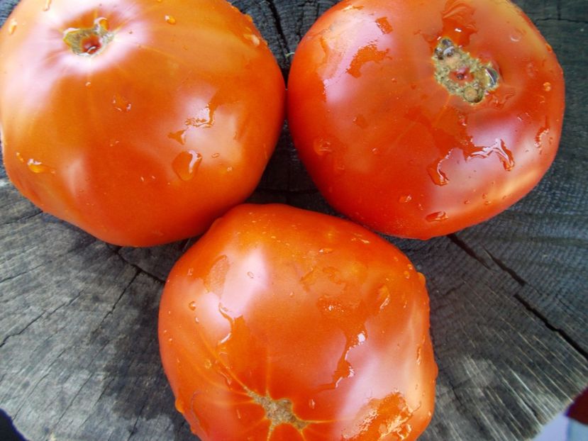  - SEMINTE ROSII - T 1034 URIASA DE HAVARNA