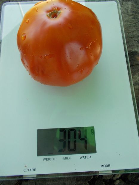  - SEMINTE ROSII - T 1034 URIASA DE HAVARNA