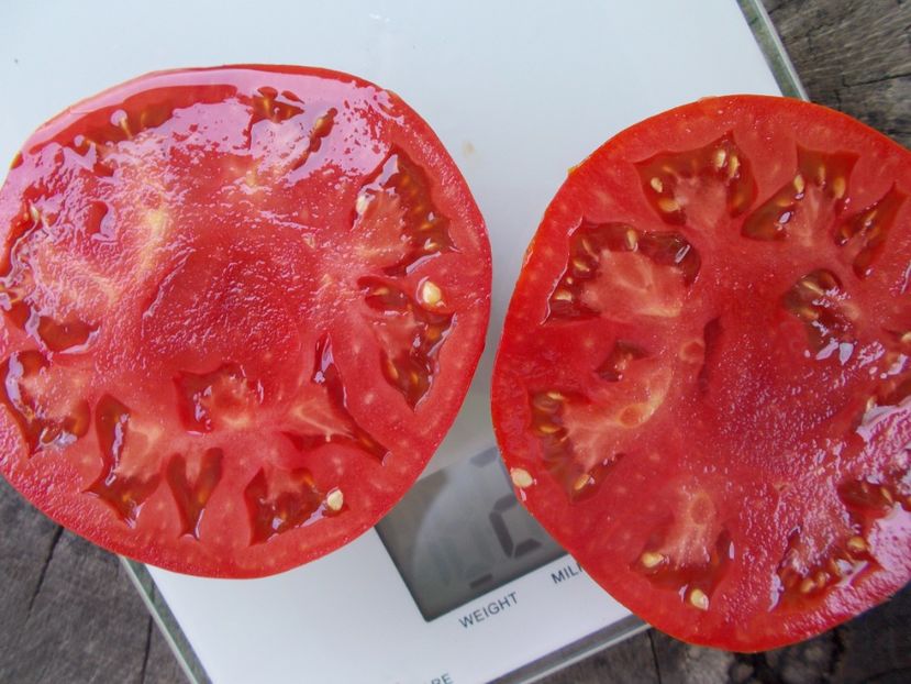  - SEMINTE ROSII - T 1034 URIASA DE HAVARNA