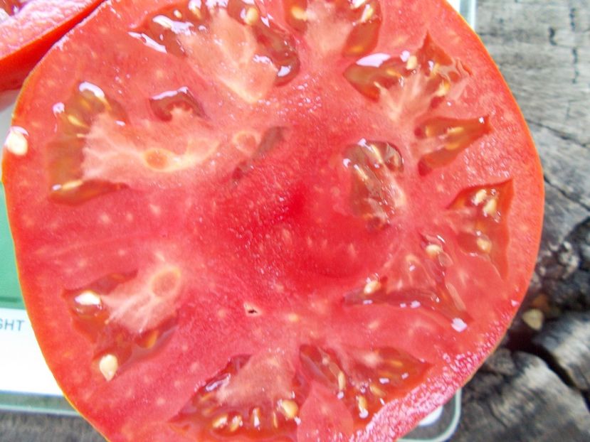  - SEMINTE ROSII - T 1034 URIASA DE HAVARNA