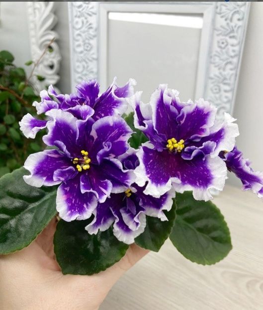 Poza net - AV-Brilliantovyi Dym