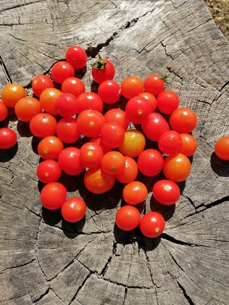  - SEMINTE ROSII - T 1135 BAJAJA - de ghiveci