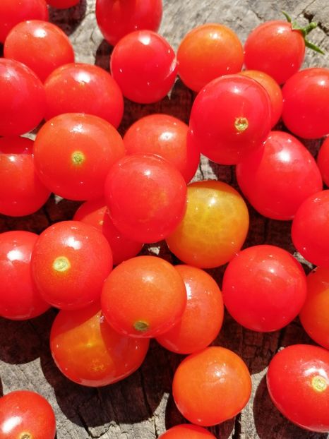  - SEMINTE ROSII - T 1135 BAJAJA - de ghiveci