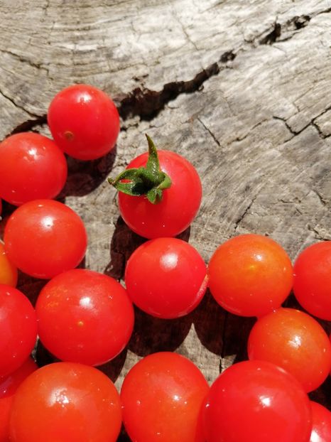  - SEMINTE ROSII - T 1135 BAJAJA - de ghiveci