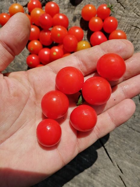  - SEMINTE ROSII - T 1135 BAJAJA - de ghiveci