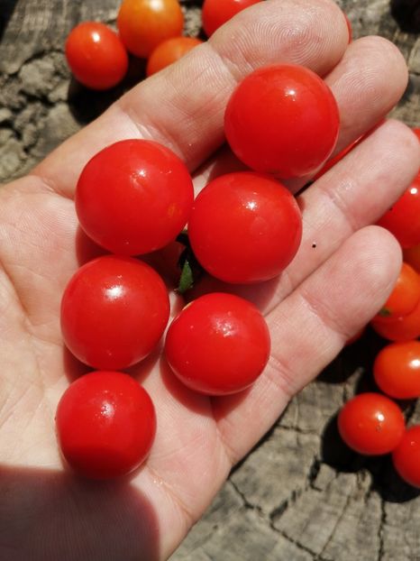  - SEMINTE ROSII - T 1135 BAJAJA - de ghiveci