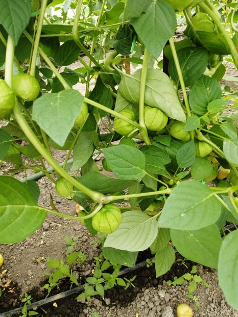  - SEMINTE TOMATILLO GIANT - D 216