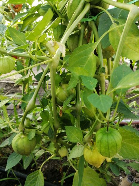  - SEMINTE TOMATILLO GIANT - D 216