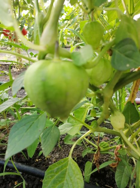  - SEMINTE TOMATILLO GIANT - D 216