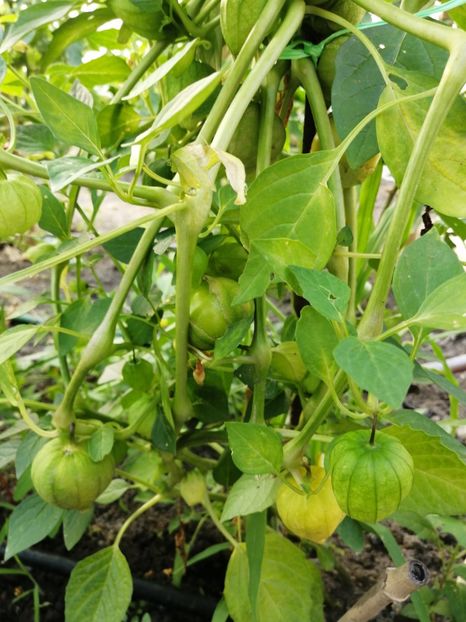  - SEMINTE TOMATILLO GIANT - D 216