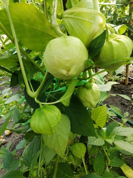  - SEMINTE TOMATILLO GIANT - D 216