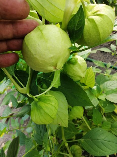  - SEMINTE TOMATILLO GIANT - D 216