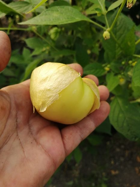  - SEMINTE TOMATILLO GIANT - D 216