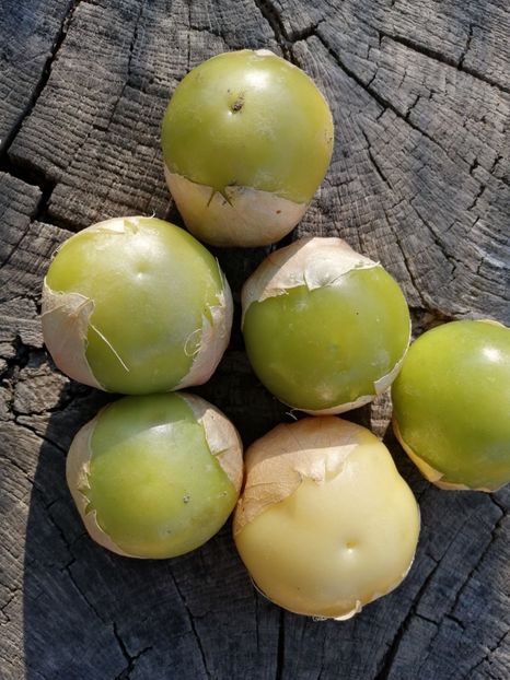  - SEMINTE TOMATILLO GIANT - D 216