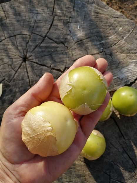  - SEMINTE TOMATILLO GIANT - D 216