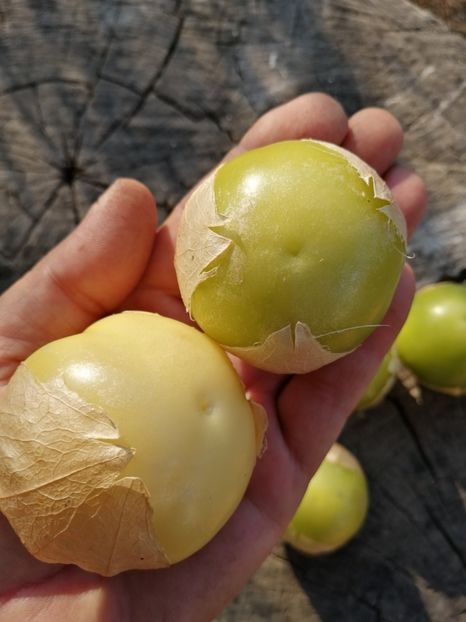  - SEMINTE TOMATILLO GIANT - D 216