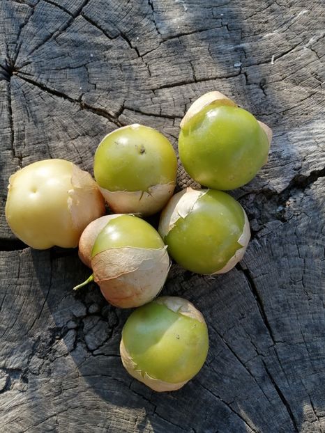  - SEMINTE TOMATILLO GIANT - D 216