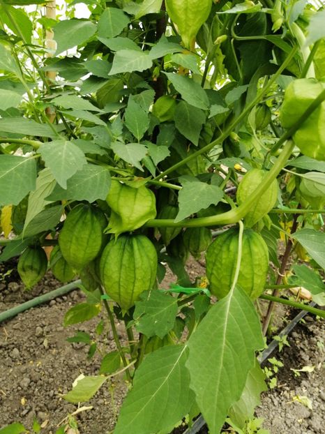  - SEMINTE TOMATILLO - D 217 QUEEN OF MALINALCO