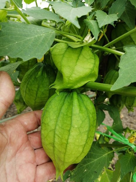  - SEMINTE TOMATILLO - D 217 QUEEN OF MALINALCO