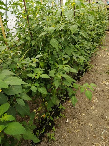  - SEMINTE TOMATILLO - D 217 QUEEN OF MALINALCO