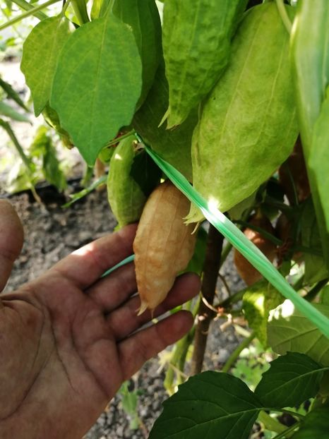 - SEMINTE TOMATILLO - D 217 QUEEN OF MALINALCO