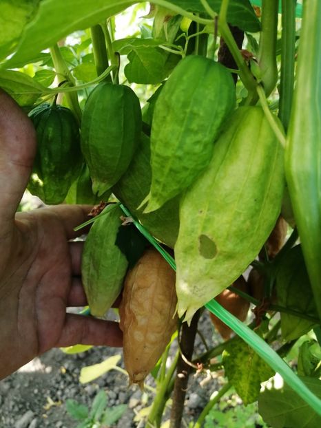  - SEMINTE TOMATILLO - D 217 QUEEN OF MALINALCO
