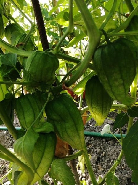 - SEMINTE TOMATILLO - D 217 QUEEN OF MALINALCO