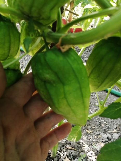  - SEMINTE TOMATILLO - D 217 QUEEN OF MALINALCO