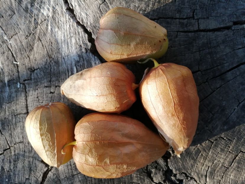  - SEMINTE TOMATILLO - D 217 QUEEN OF MALINALCO