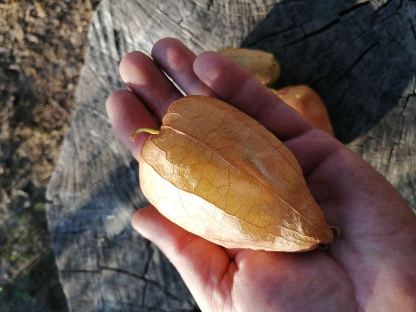  - SEMINTE TOMATILLO - D 217 QUEEN OF MALINALCO