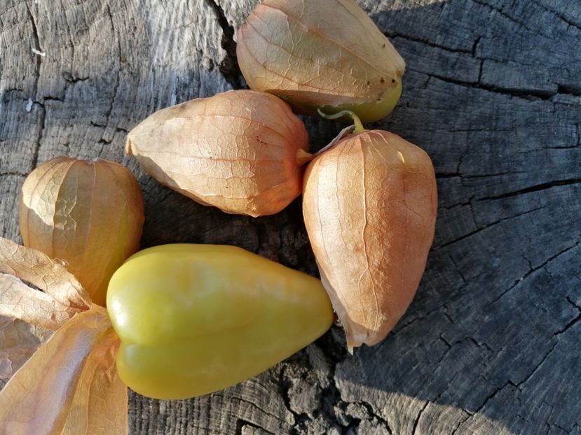  - SEMINTE TOMATILLO - D 217 QUEEN OF MALINALCO