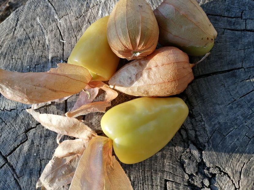 - SEMINTE TOMATILLO - D 217 QUEEN OF MALINALCO