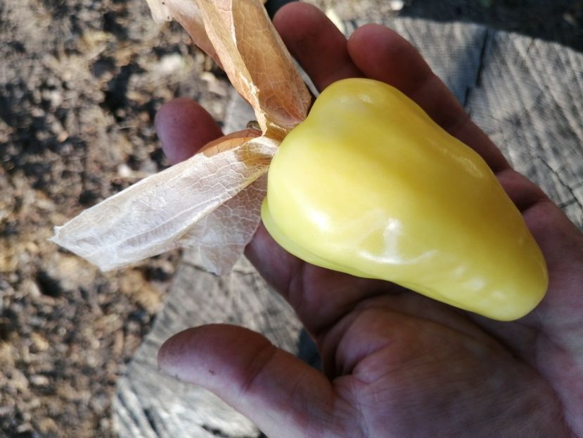  - SEMINTE TOMATILLO - D 217 QUEEN OF MALINALCO