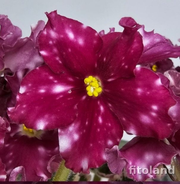 Poza net - Rivermist Zeeva