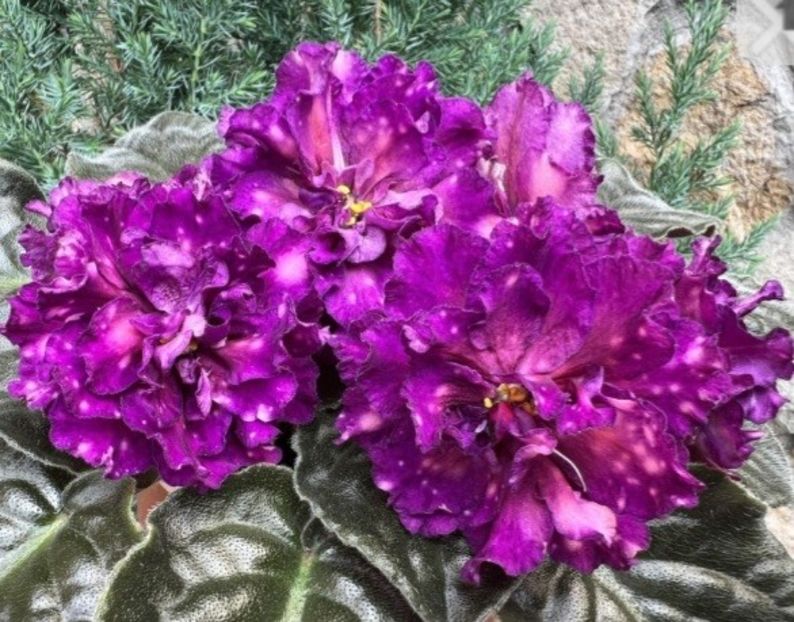 Poza net - DN-Varta Pam iati