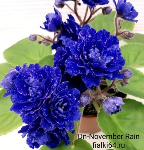 Poza net - DN-November Rain