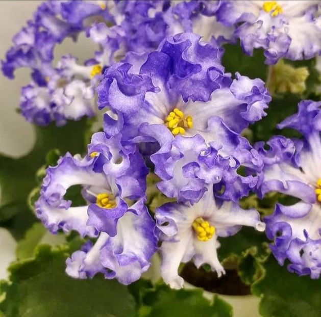 Poza net - DN-Karyby