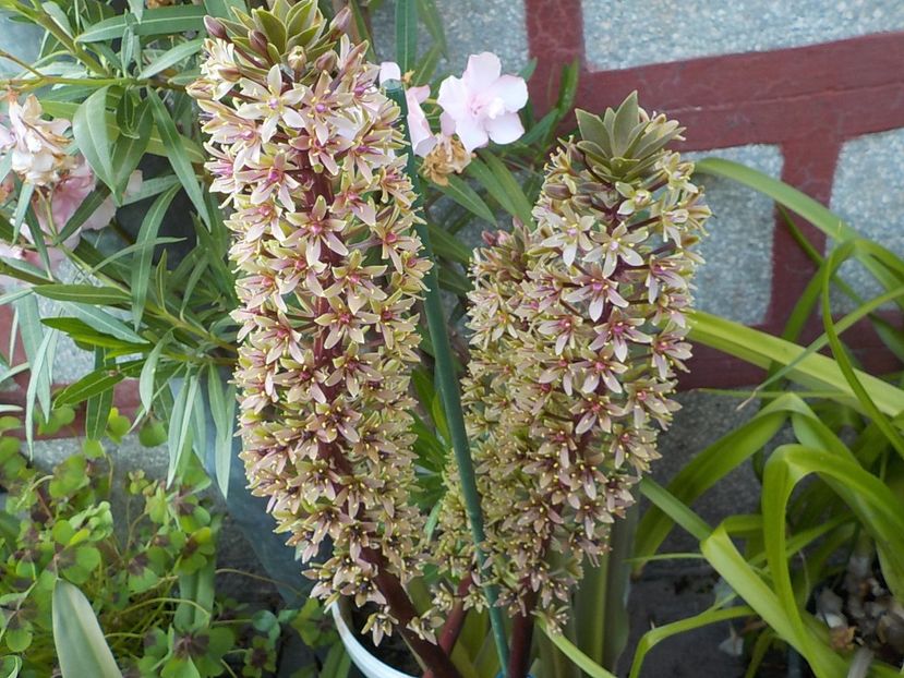  - eucomis
