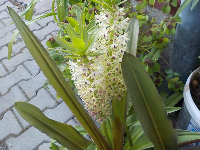  - eucomis