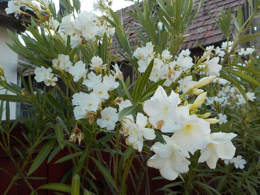  - mont blanc leandru nr 22