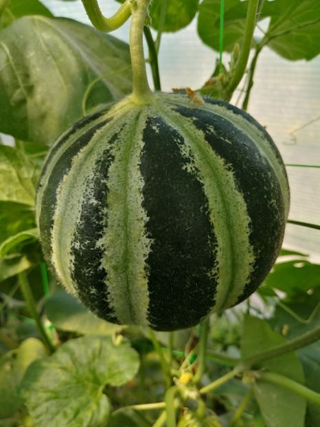  - SEMINTE PEPENE GALBEN - D 125 KAJARI