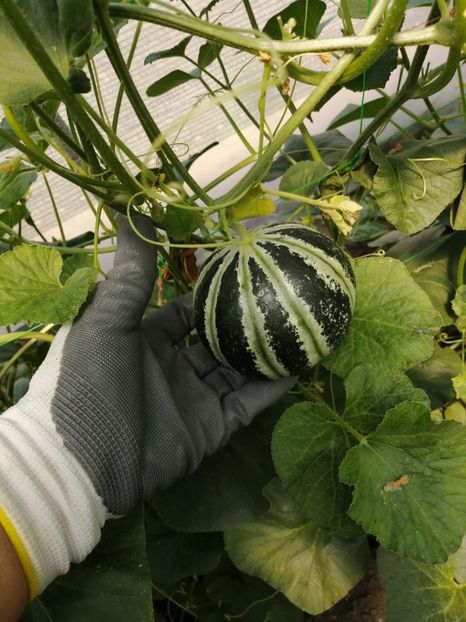  - SEMINTE PEPENE GALBEN - D 125 KAJARI